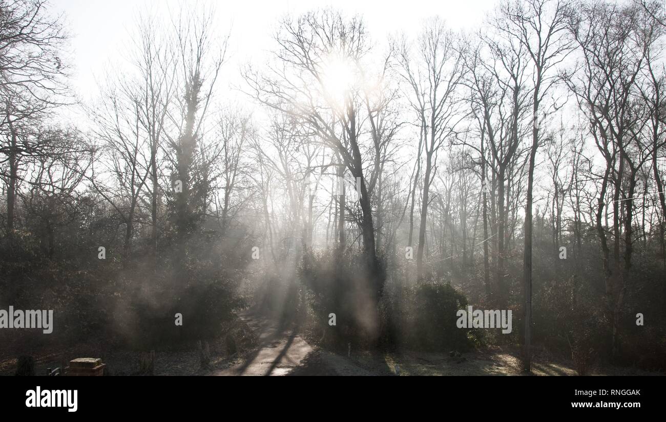 Schiene oder Straße (Lane) durch einen Wald (Wald) auf einem nebligen Winter morgen. Die Bäume sind kahl und die niedrige Sonne macht Sonnenstrahlen im Nebel Stockfoto