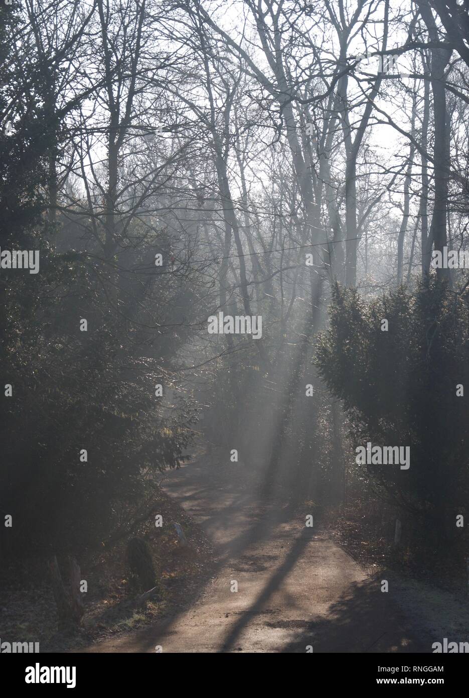 Schiene oder Straße (Lane) durch einen Wald (Wald) auf einem nebligen Winter morgen. Die Bäume sind kahl und die niedrige Sonne macht Sonnenstrahlen im Nebel Stockfoto