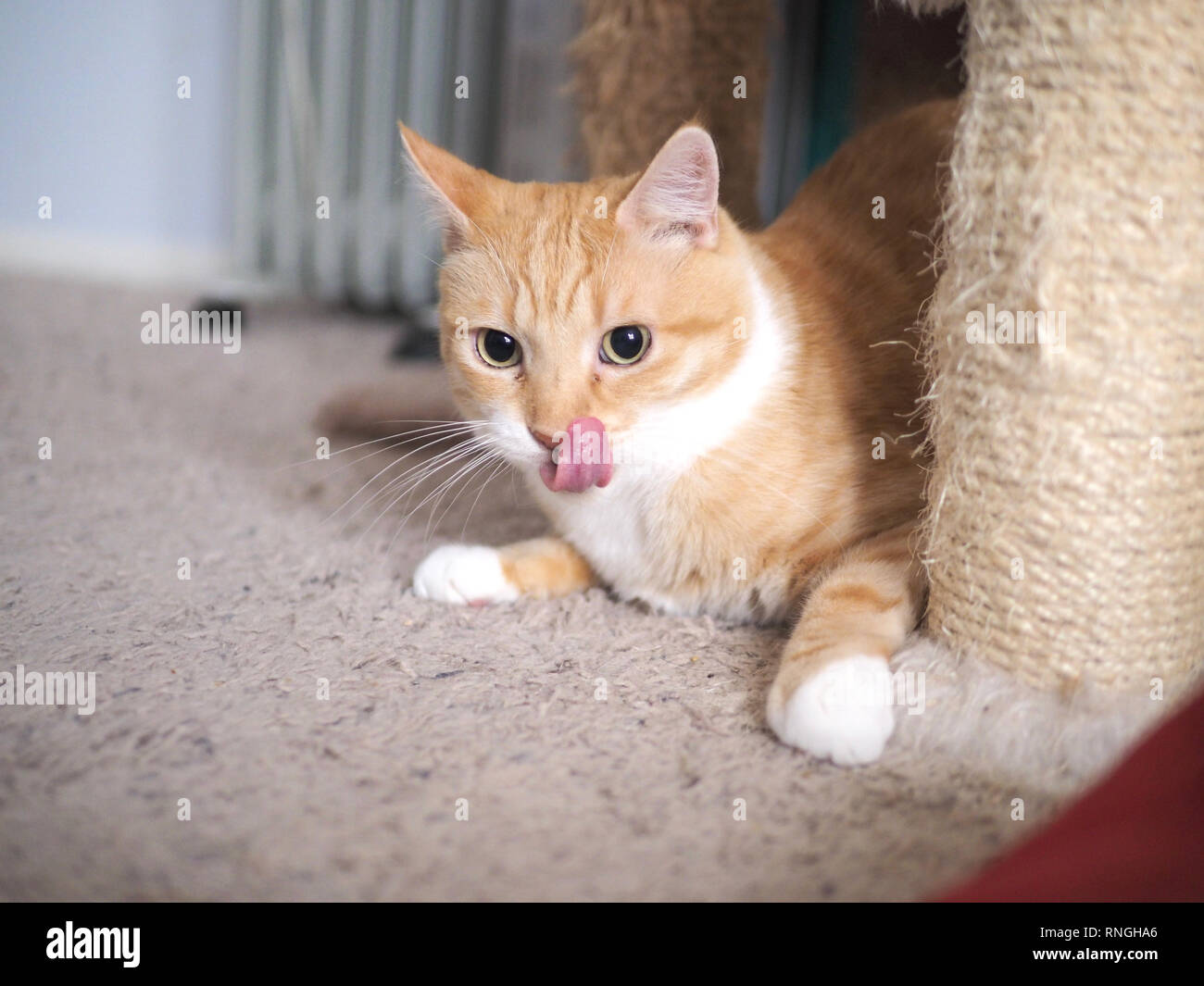 Mika die orange Tabby spielen Verstecken und Suchen Stockfoto