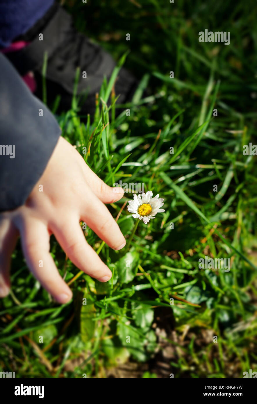 Hand des Kindes pickin Ein daisy flower. Stockfoto