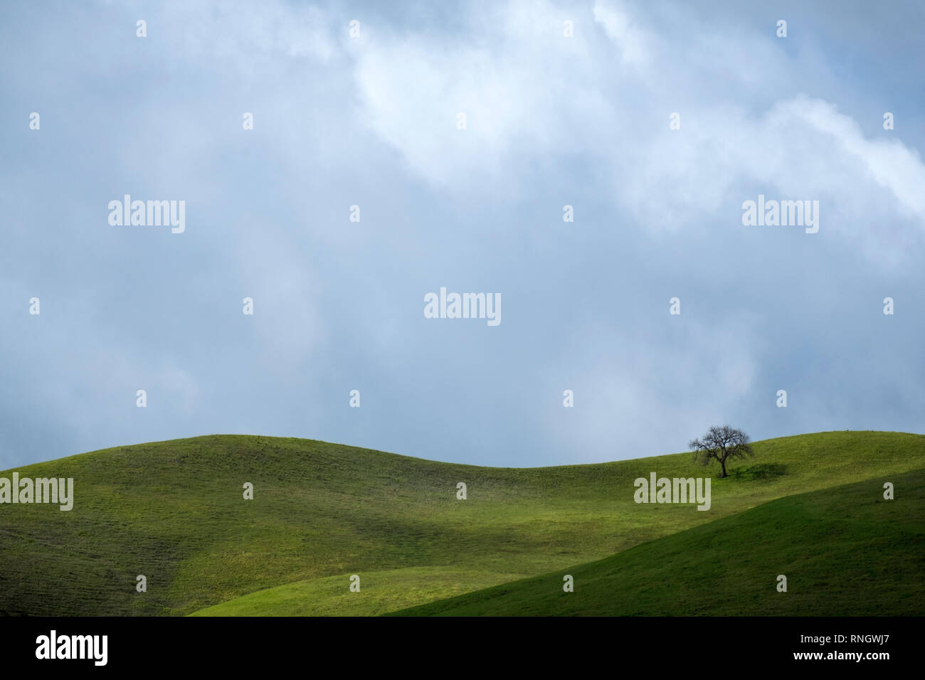 Lone Oak Tree auf grünen Hügeln im Frühjahr Stockfoto