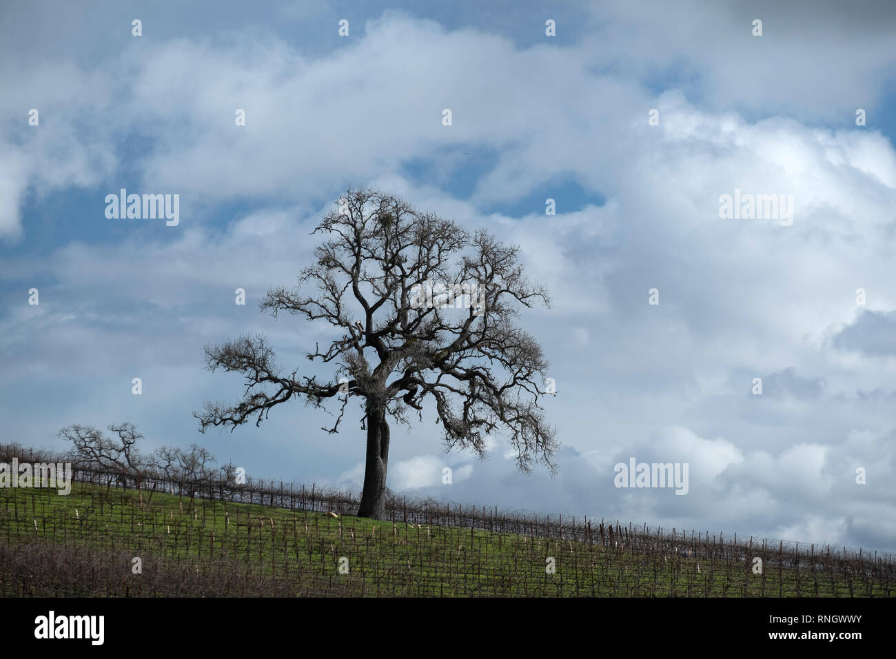 Eichen inmitten der Weinberge von Santa Ynez Valley Kalifornien Stockfoto