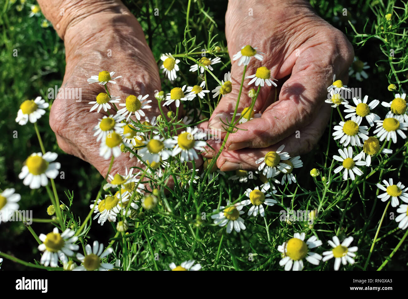 Nahaufnahme der Hände der älteren Frau, Kommissionieren blühenden Wildblumen Kamille (Matricaria Chamomilla) - homöopathische Blumen Stockfoto