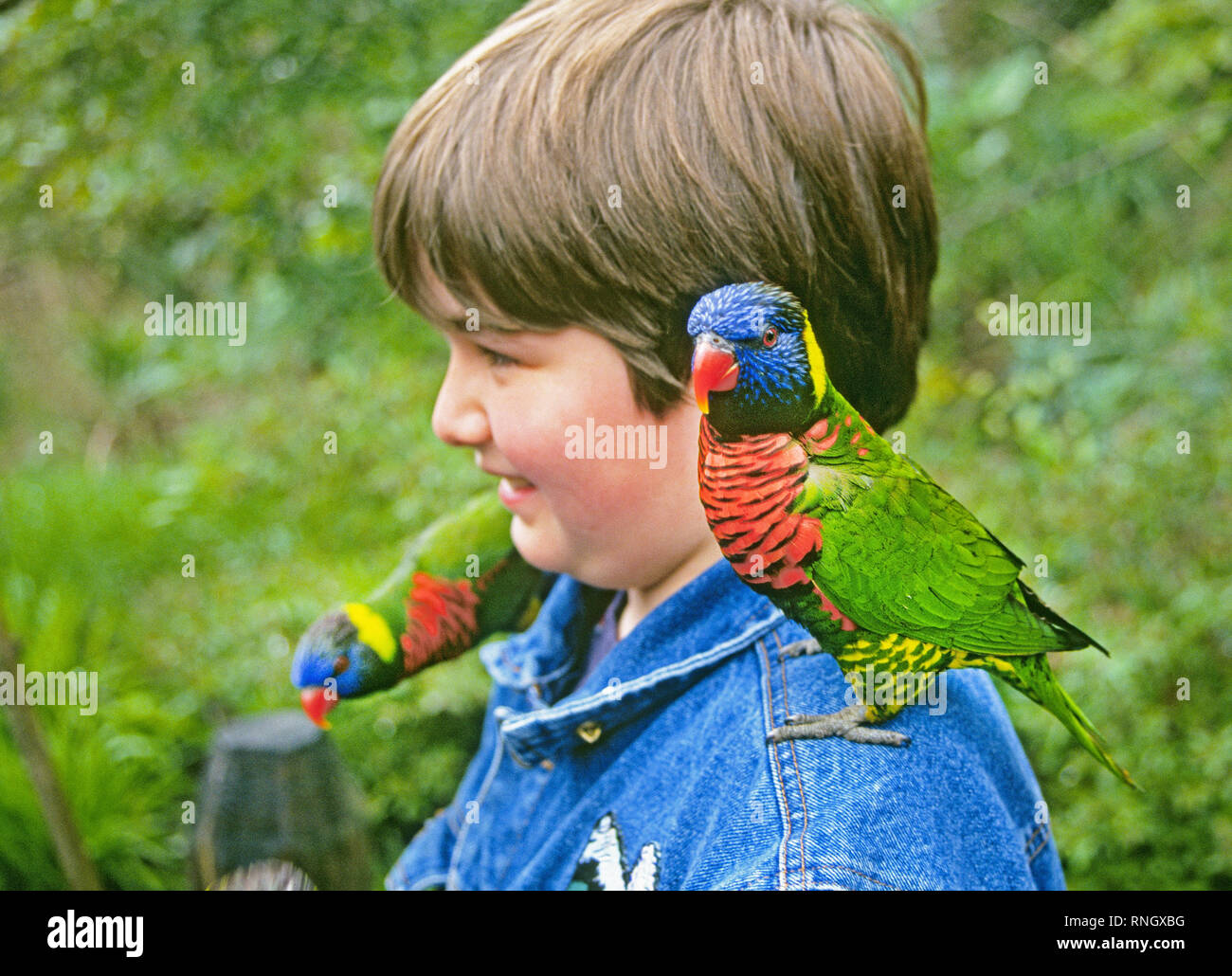 USA: Oregon: PORTLAND: Ein junger Mann wird von Rainbow Loris im vogelschutzgebiet an der Oregon Zoo begrüßt in Portland. Stockfoto