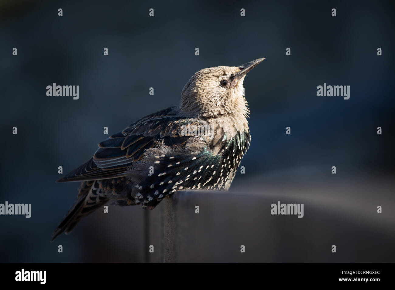 Starling aalen im Abendlicht Stockfoto