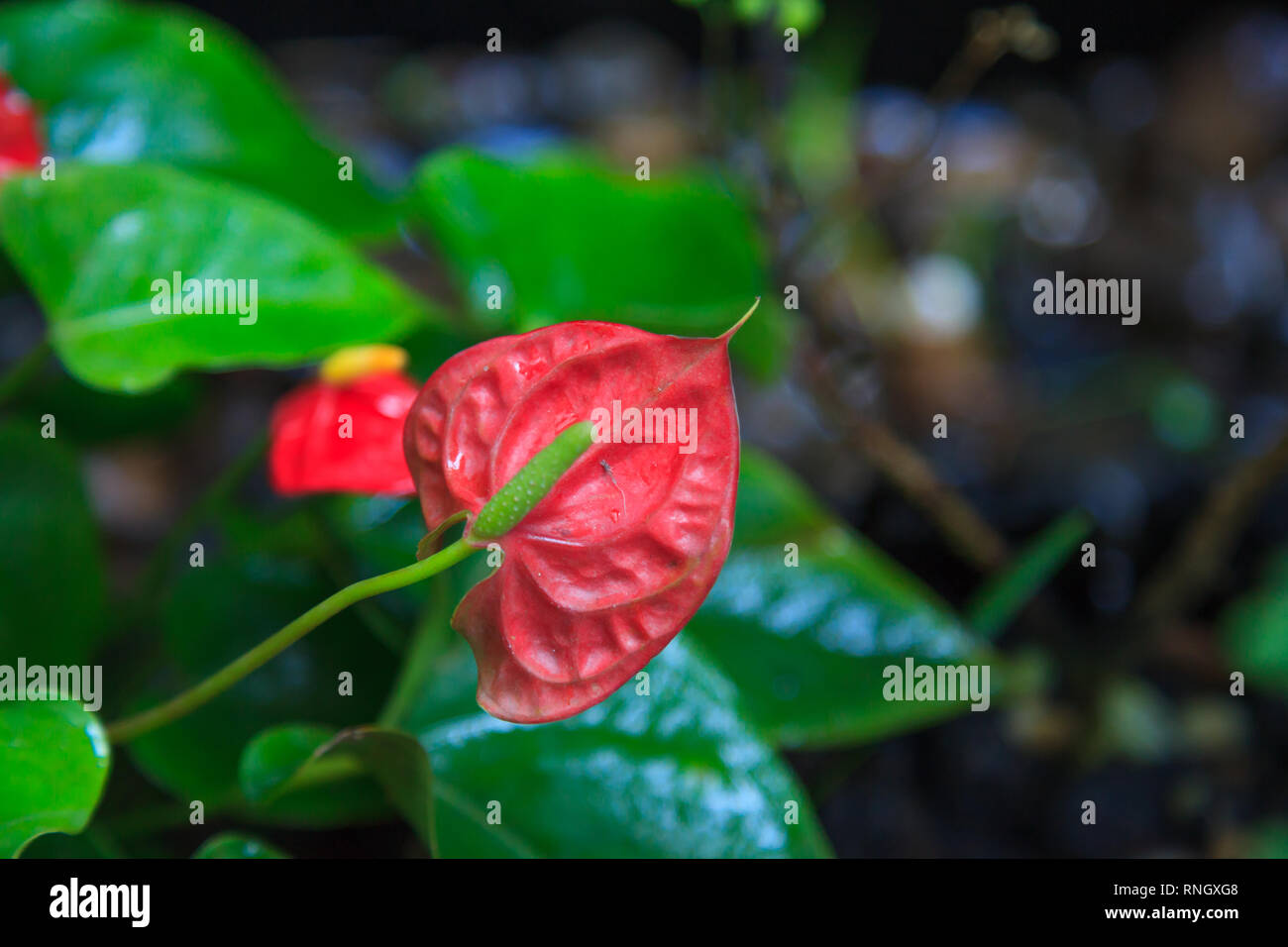 Natrliche Hintergrund, Anthurium (Tailflower, Flamingo Blume, Laceleaf)  Pflanzen und Blumen. Die Blten stehen in dichten Spiralen auf Spike  geformte Spa enthalten Stockfotografie - Alamy