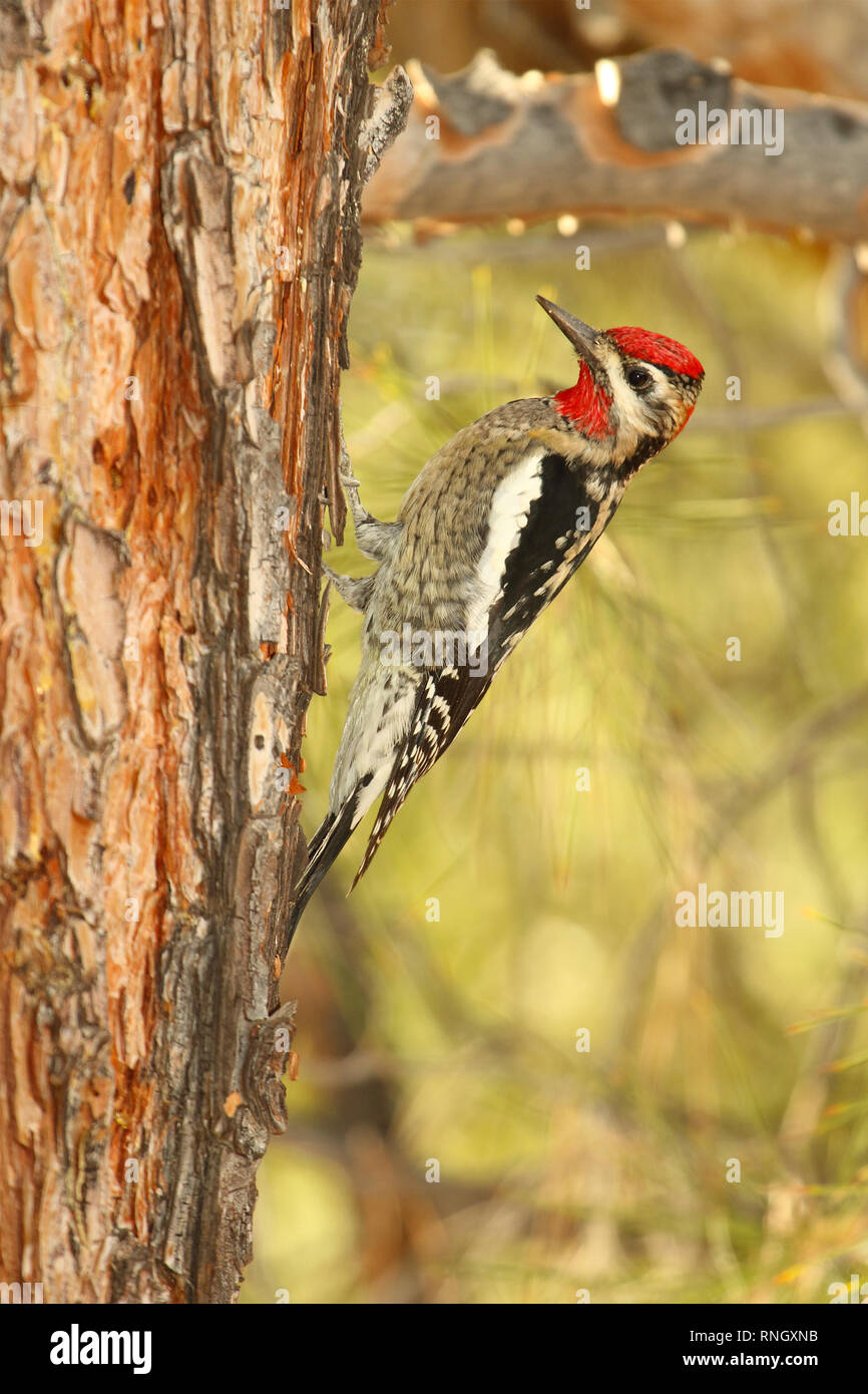 Ein Rotnacksapsucker, der von der Fütterung pausiert. Stockfoto