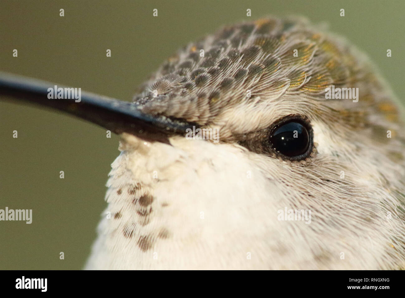 Ein detailliertes Makro-Porträt eines weiblichen Costa's Hummingbird. Stockfoto