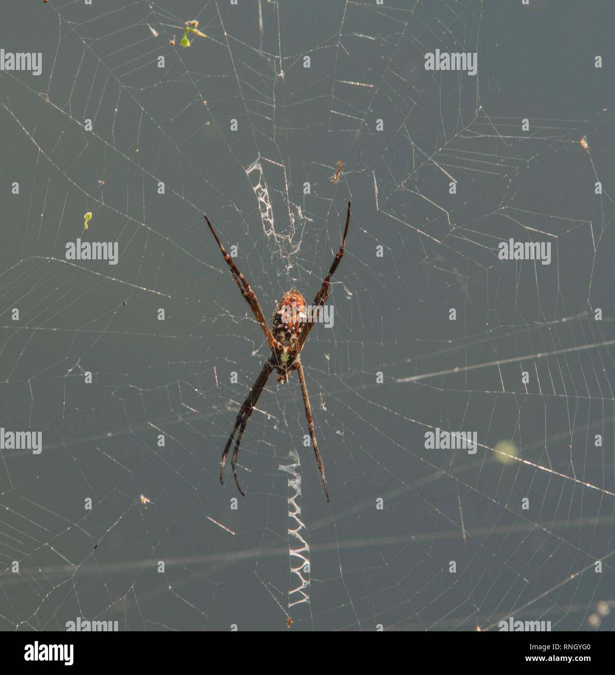 St. Andrew's Cross Spinne im ​Web auf der Howard Springs Nature Park im Northern Territory von Australien Stockfoto
