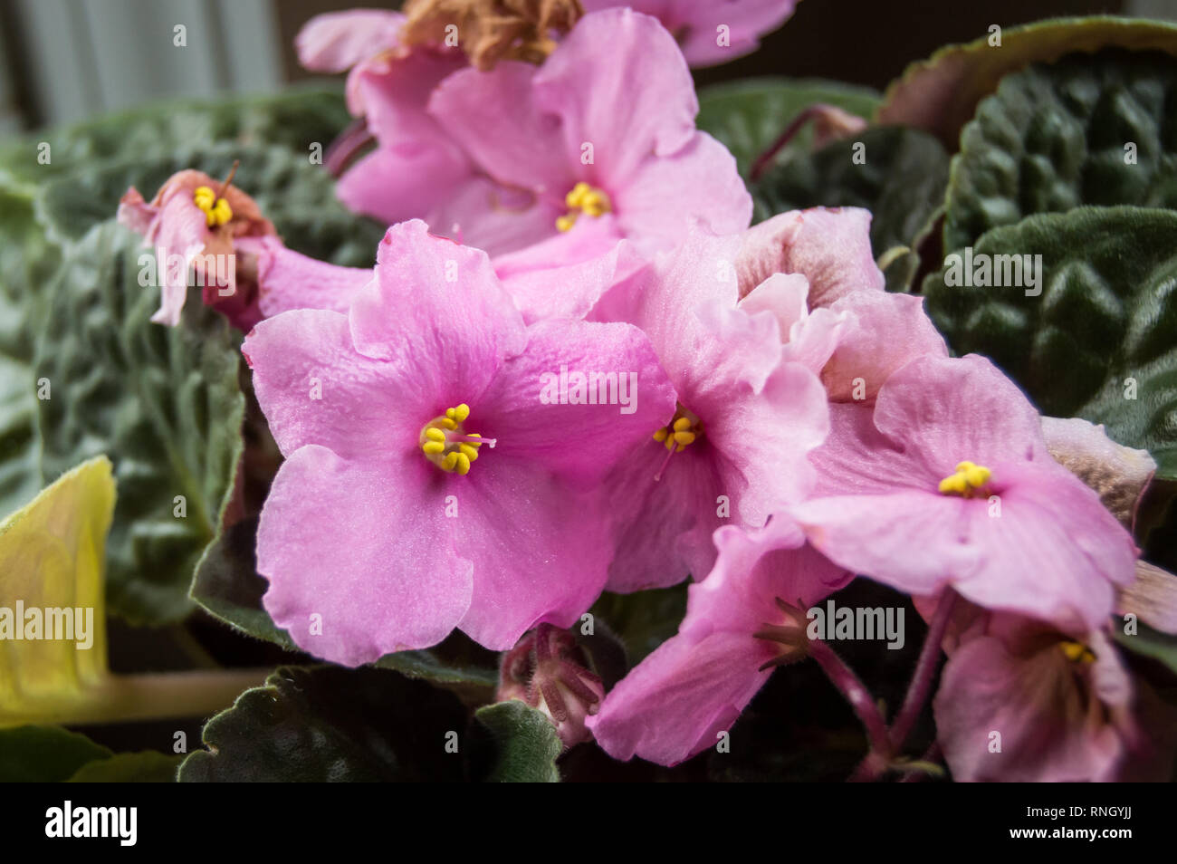 Blühende Rosa violette Blume Stockfoto