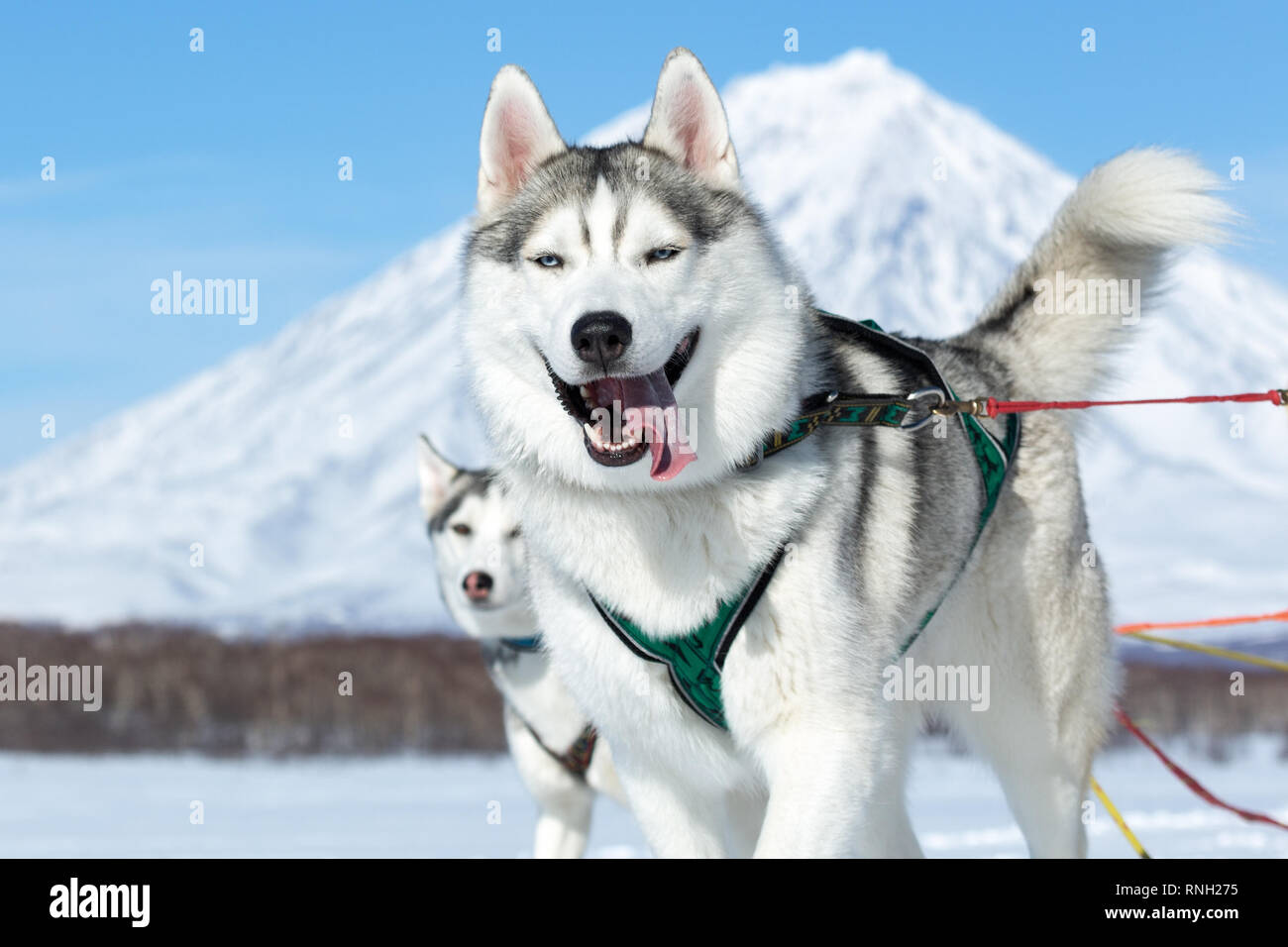 Portrait der Sibirische husky Schlittenhunde auf Hintergrund blauer Himmel  an einem sonnigen Tag. Kamtschatka Schlittenhunderennen Beringia, Russische  Tasse Hund Schlittenhunderennen Stockfotografie - Alamy