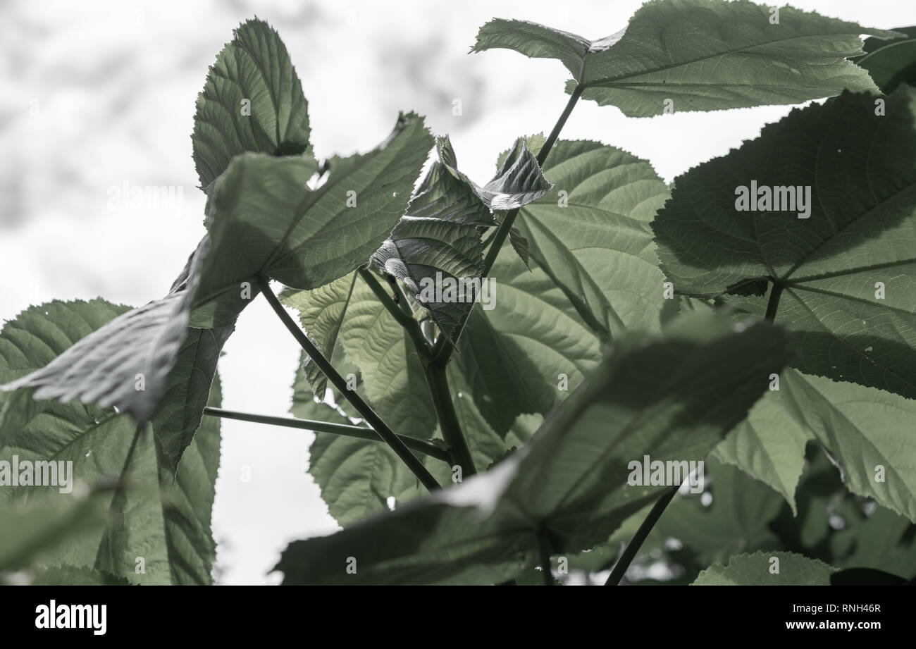 Aus der Mitte des letzten Jahrhunderts Stil Bild entsättigt paulonia Blätter grün Stockfoto