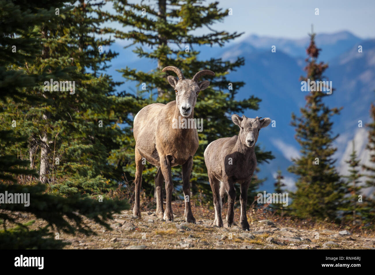 Schwefel Skyline Trail, Jasper National Park, Alberta, Kanada Stockfoto