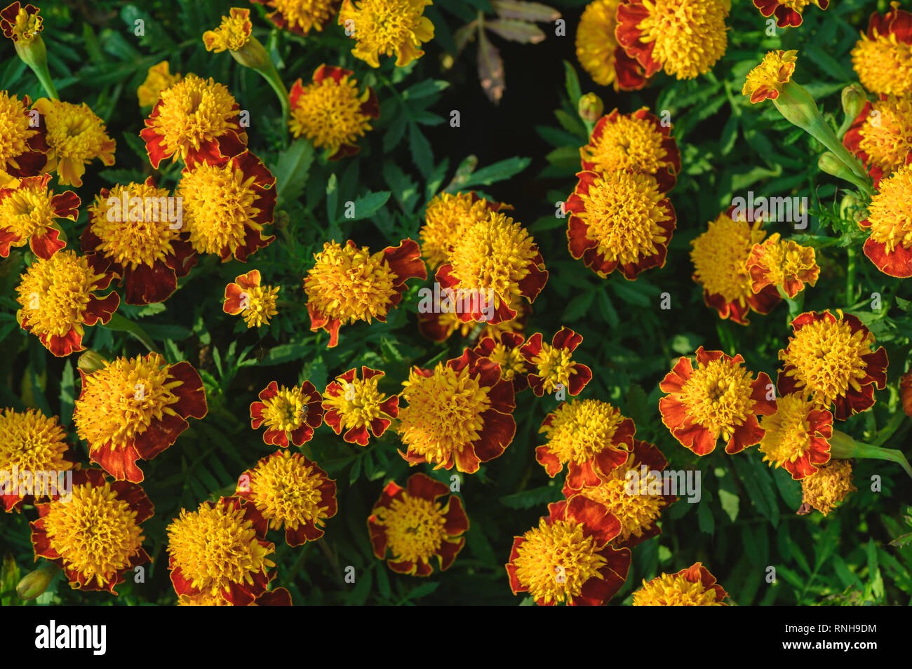 Hybrid Tagetes Patula französische Ringelblume blühen, orange-gelbe Blumen, Ansicht von oben und der kleine Strauch Stockfoto