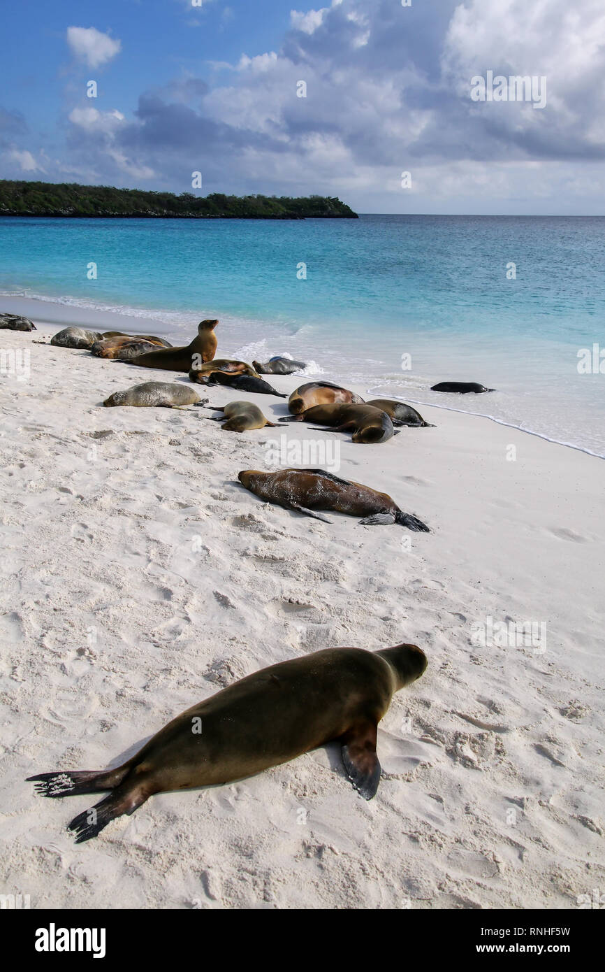 Gruppe von Galapagos Seelöwen ruht auf Sandstrand in Gardner Bay, Espanola Island, Galapagos, Ecuador. Diese seelöwen ausschließlich bre Stockfoto