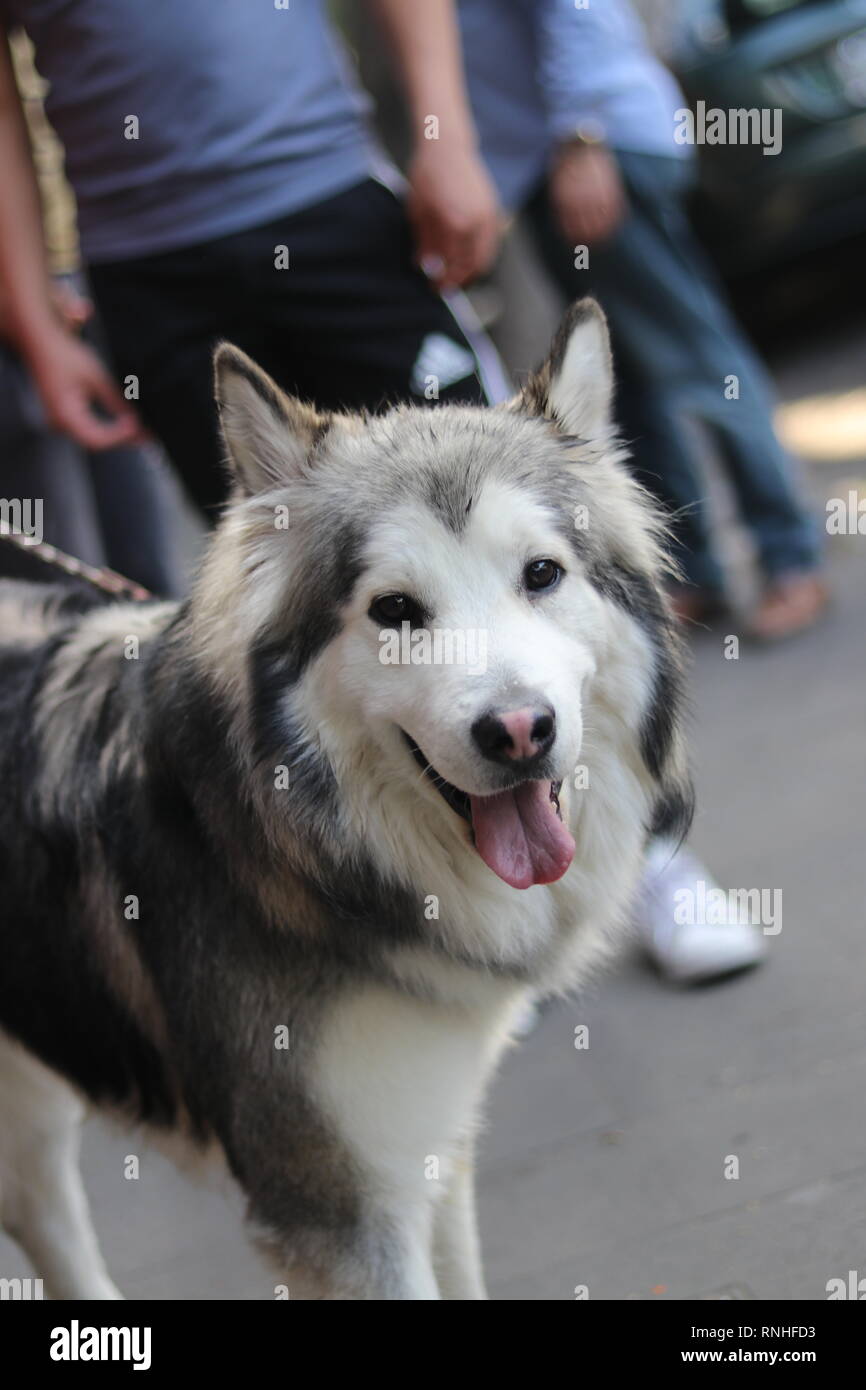 Porträt eines Alaskan Malamute Hund auf einem Spaziergang Stockfoto