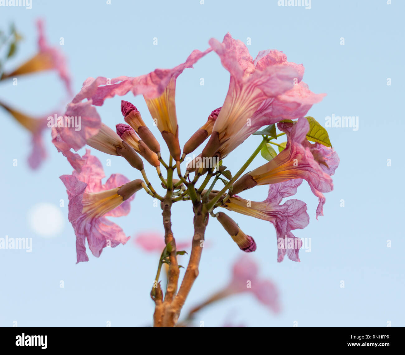 Tabebuia rosea, rosig Trompete baum Blüte Stockfoto