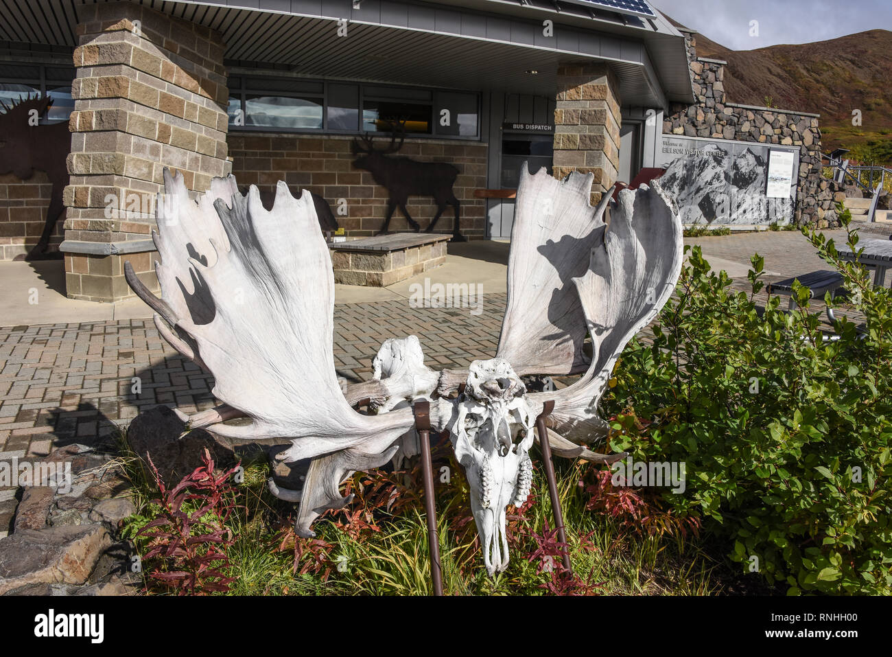 Gesperrt Elch Geweih an der Eielson Visitor Center, an der Fahnenstange, Denali National Park, Alaska, USA Stockfoto