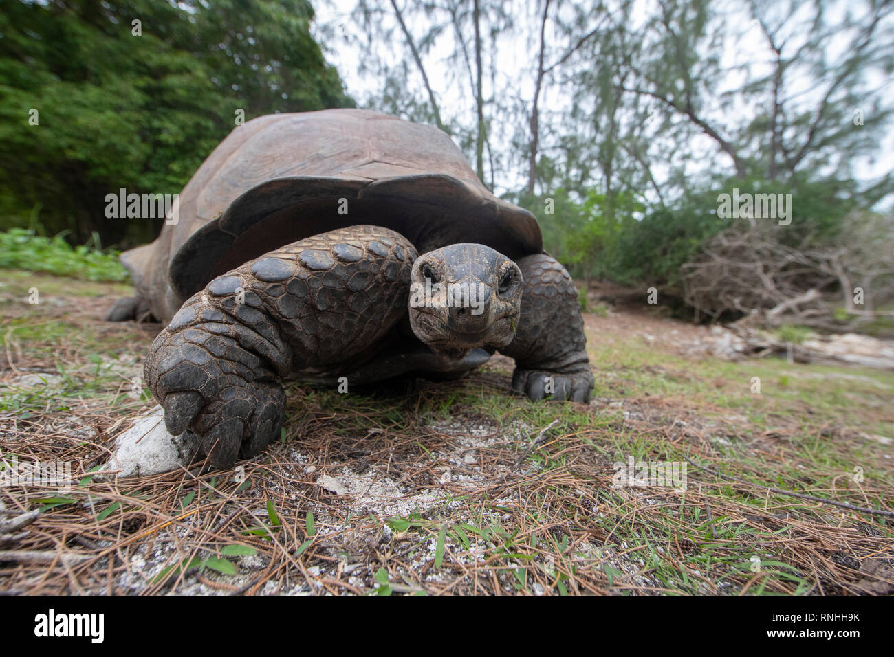 Aldabra-Riesenschildkröte (Aldabrachelys Gigantea), Aldabra, Seychellen Stockfoto