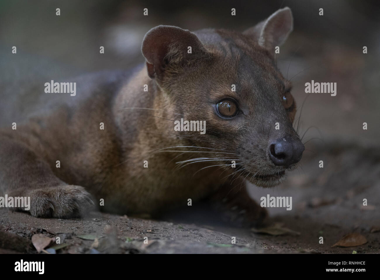 Fossa (Cryptoprocta ferox), Madagaskar Stockfoto