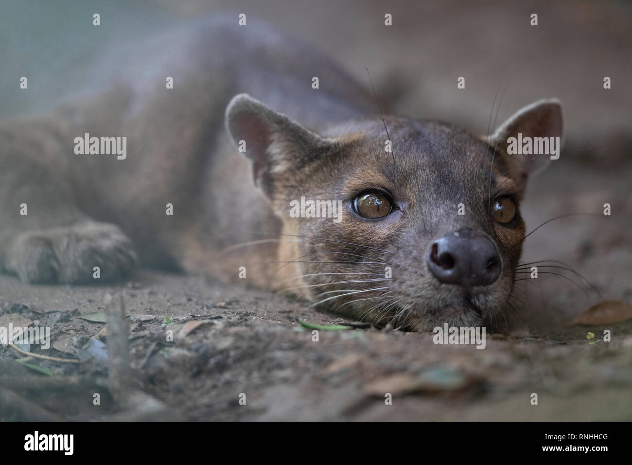Fossa (Cryptoprocta ferox), Madagaskar Stockfoto