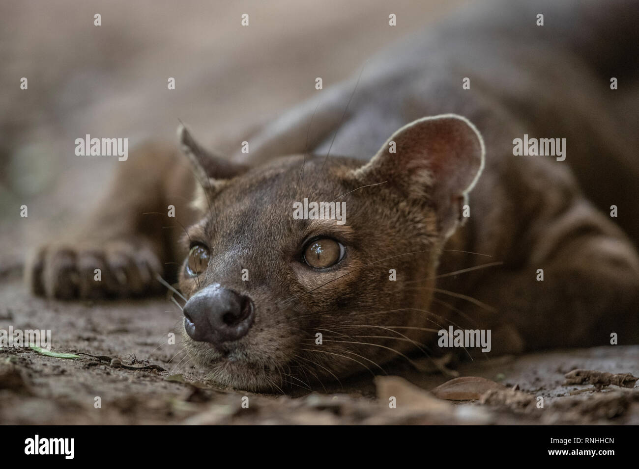 Fossa (Cryptoprocta ferox), Madagaskar Stockfoto