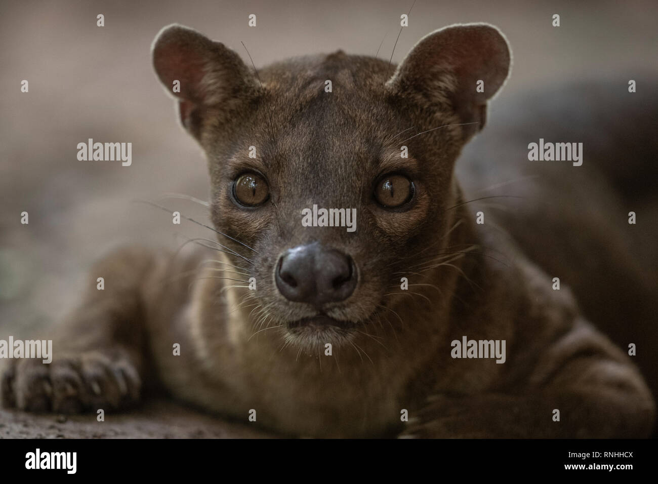 Fossa (Cryptoprocta ferox), Madagaskar Stockfoto