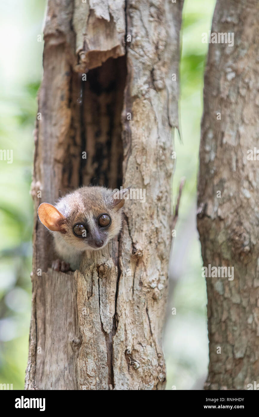 Graue Maus Lemur (Microcebus murinus) Stockfoto