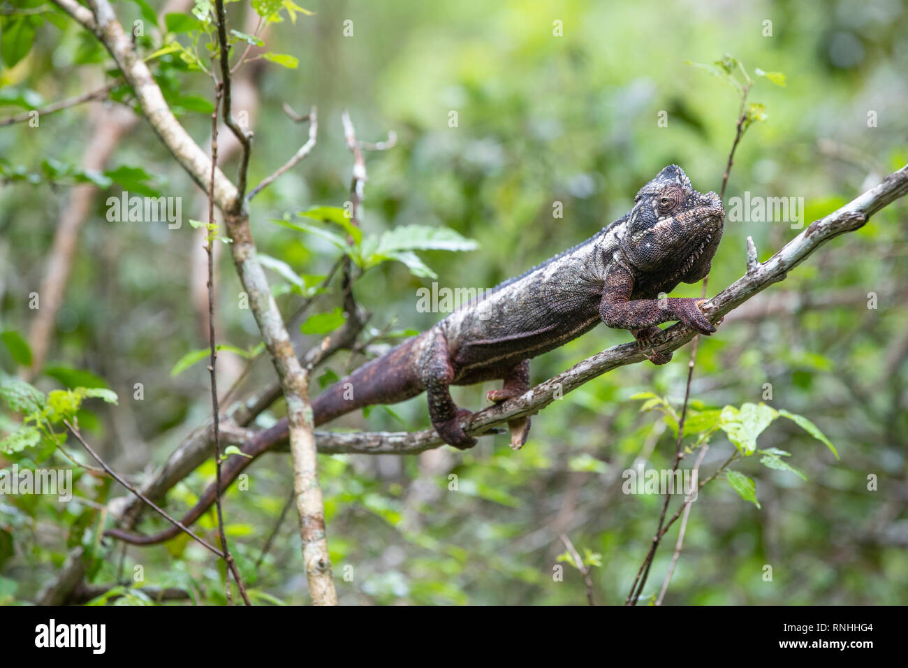 Madagaskars riesigen Chameleon (Furcifer oustaleti) Stockfoto