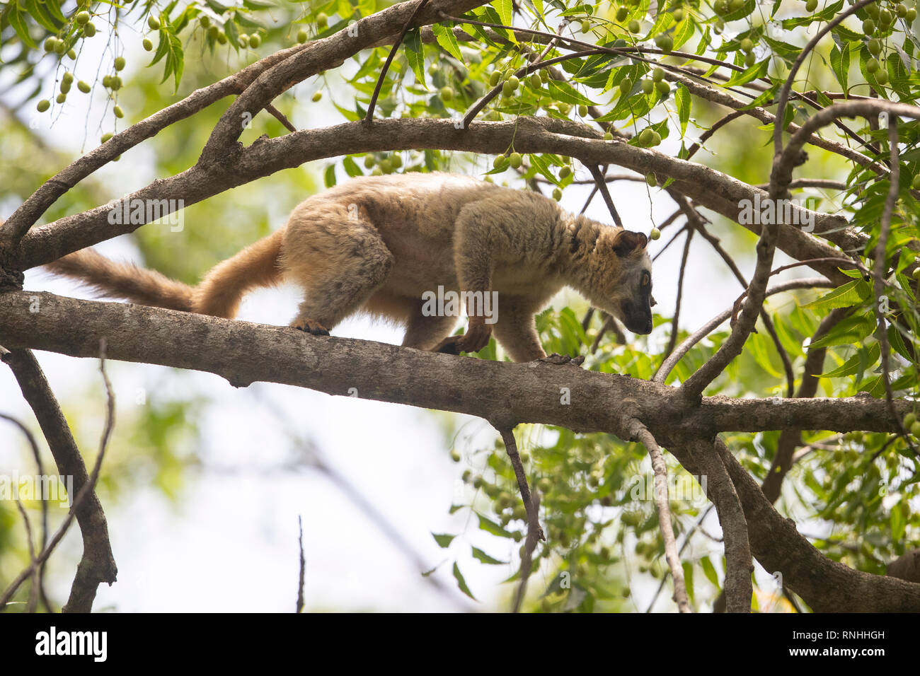 Red-fronted Lemur (Eulemur rufifrons) Stockfoto