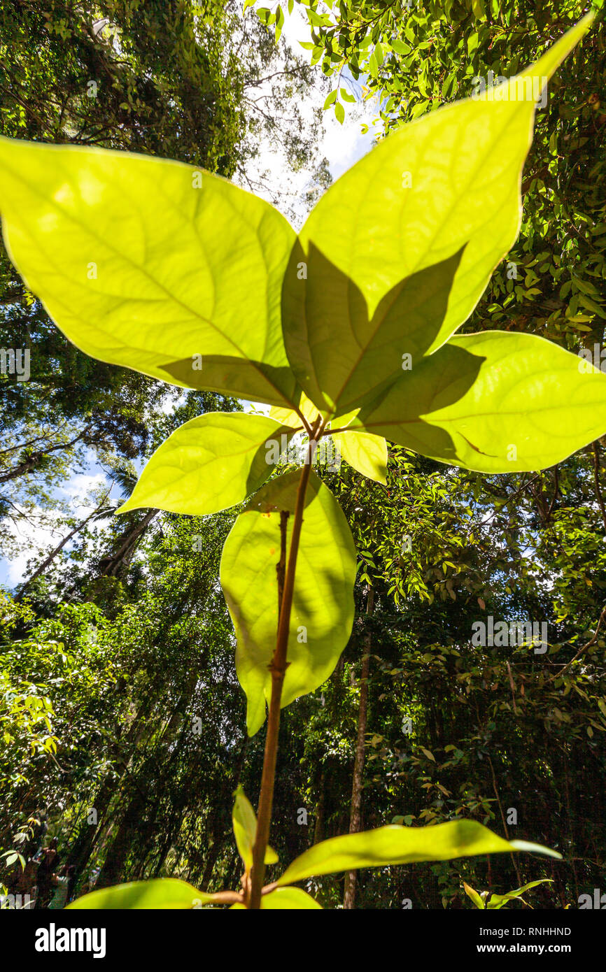 Riesige Blätter wachsen der Sonne entgegen - Nachhaltigkeit Konzept Stockfoto