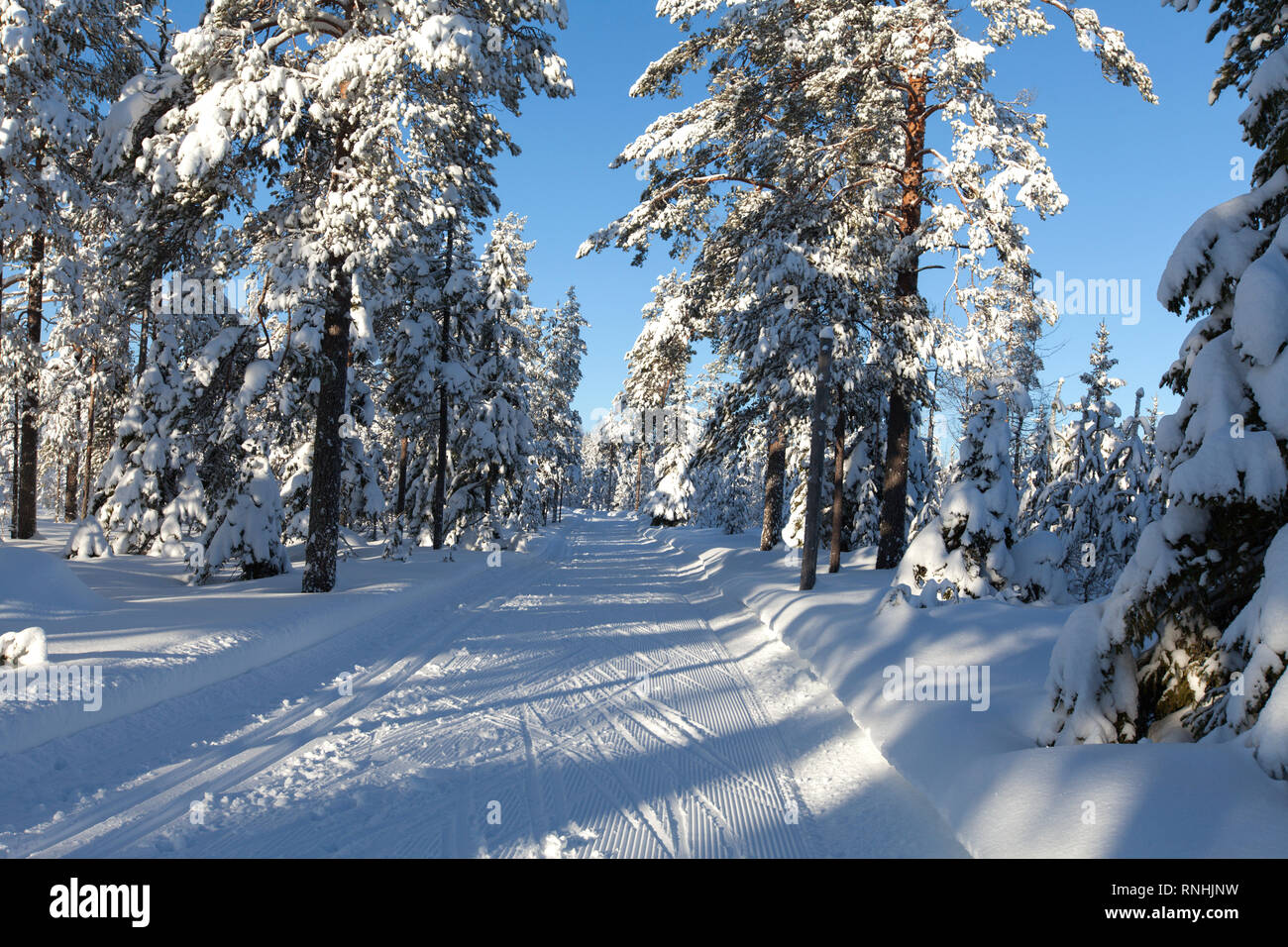 Blick auf Langlauf, klassisch und skate Skifahren Spuren in einer verschneiten Winterwald, Landschaft. Schatten und Textur. Strahlender Sonnenschein. Stockfoto