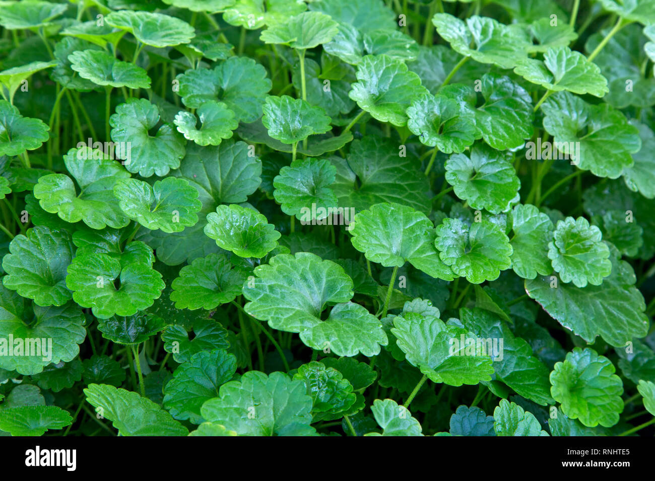 Centella asiatica oder Gotu Kola Anbau im Gewächshaus, beheimatet in Feuchtgebieten in Asien. Stockfoto