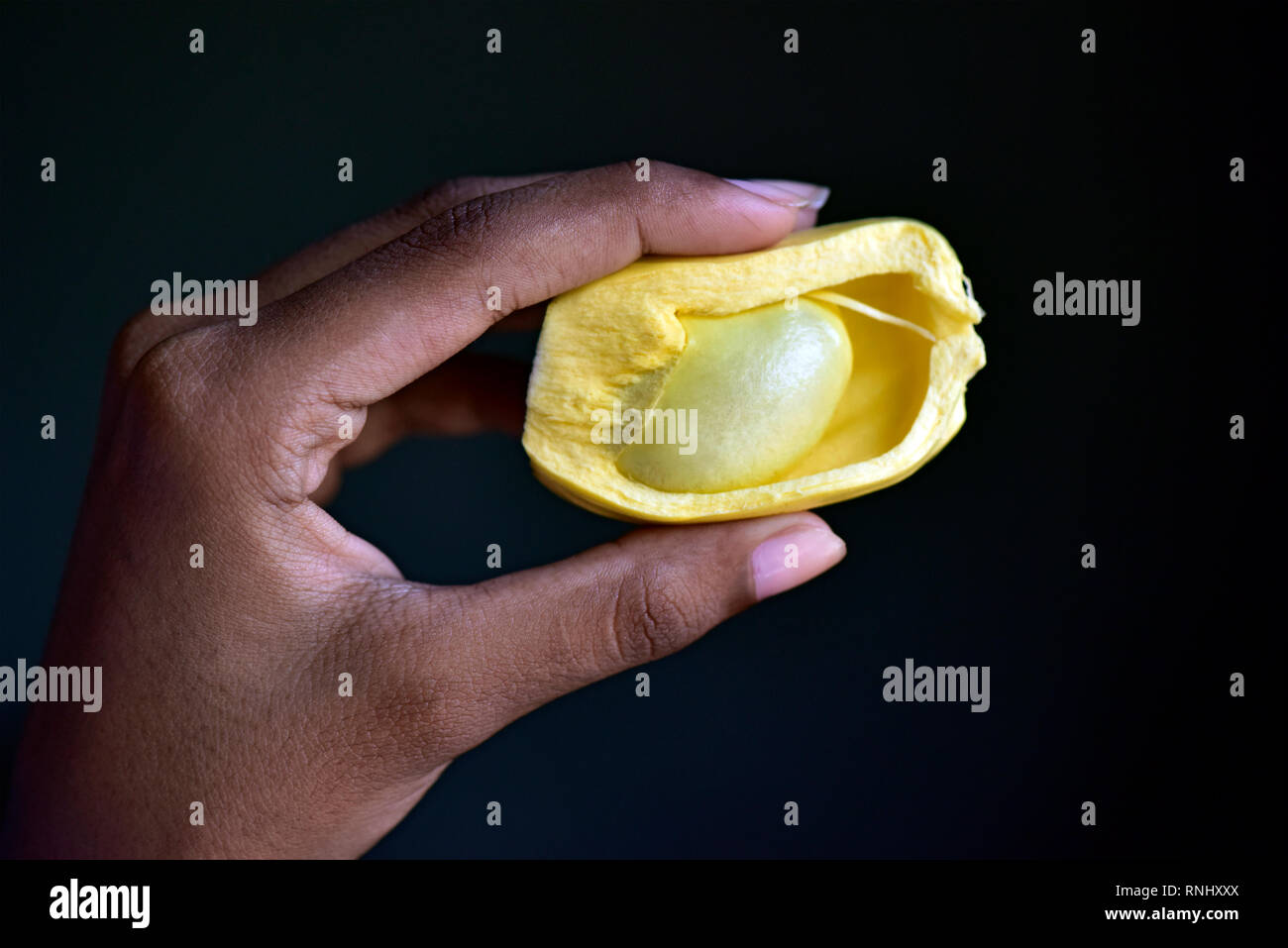 Jack Frucht. Ripe jackfruit ist natürlich süß, mit dezenter Würze. Es kann verwendet werden, um eine Vielzahl von Gerichten, einschließlich Custards, Kuchen, oder Mischung zu machen Stockfoto