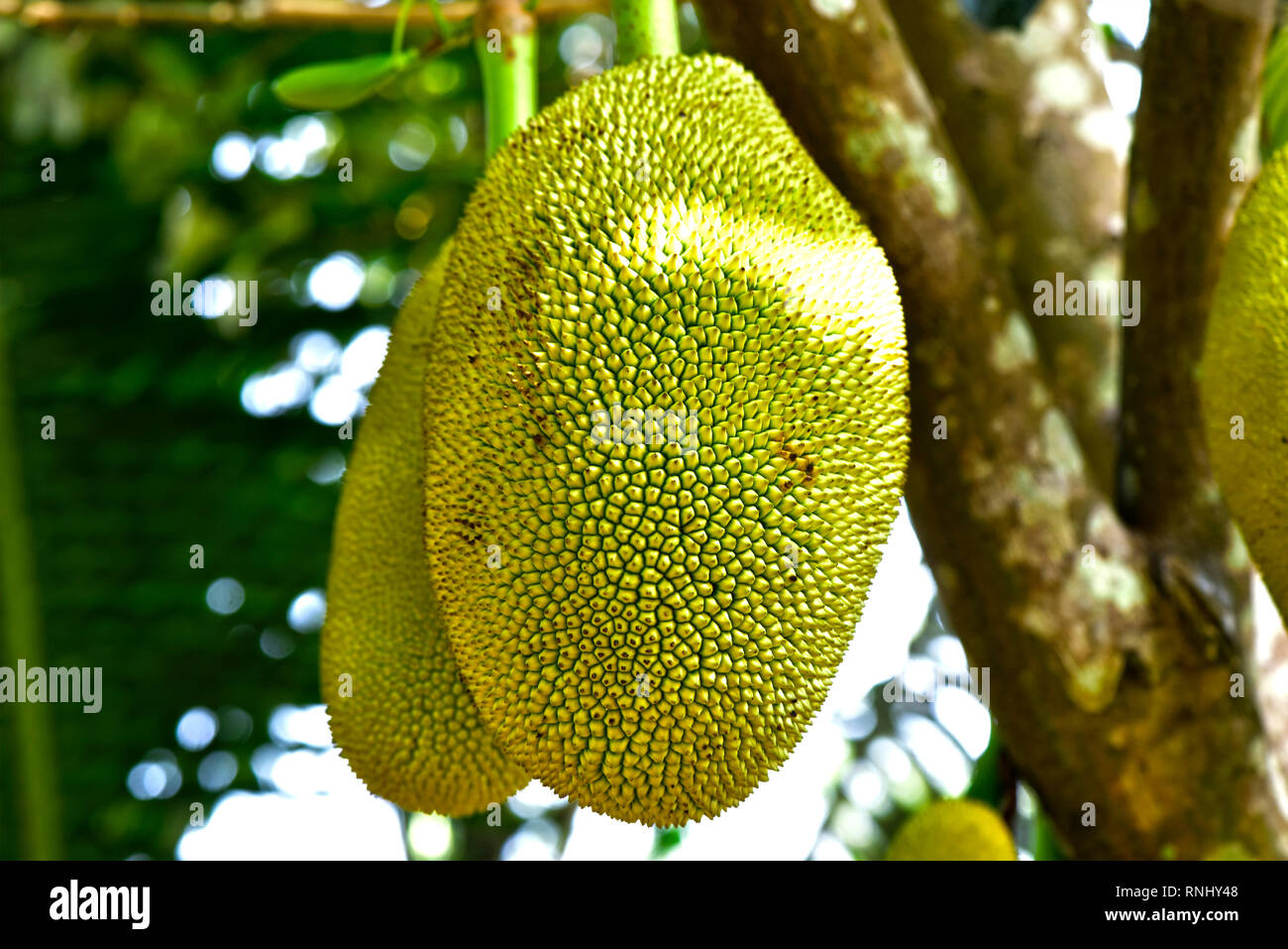 Jackfrucht Stockfoto