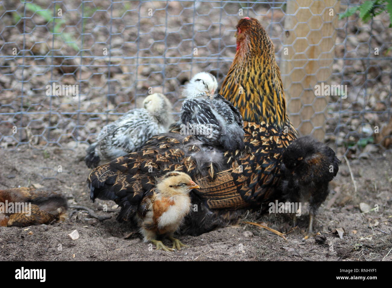 Henne und Ihre Küken Nap Im Hof Stockfoto