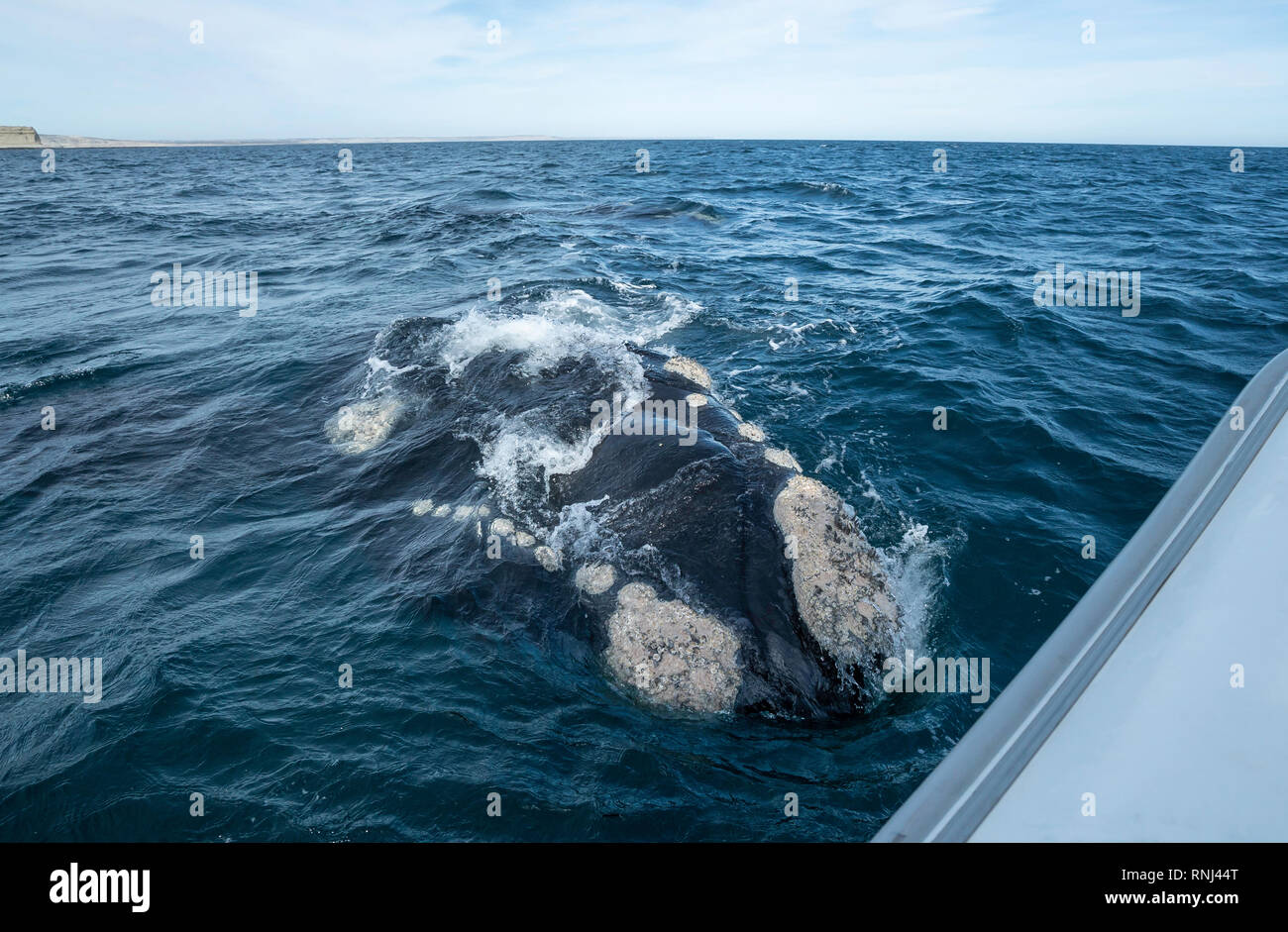 Neugierig männlichen Southern Right Whale kommt zu dem Boot, die Halbinsel Valdes, Argentinien. Stockfoto