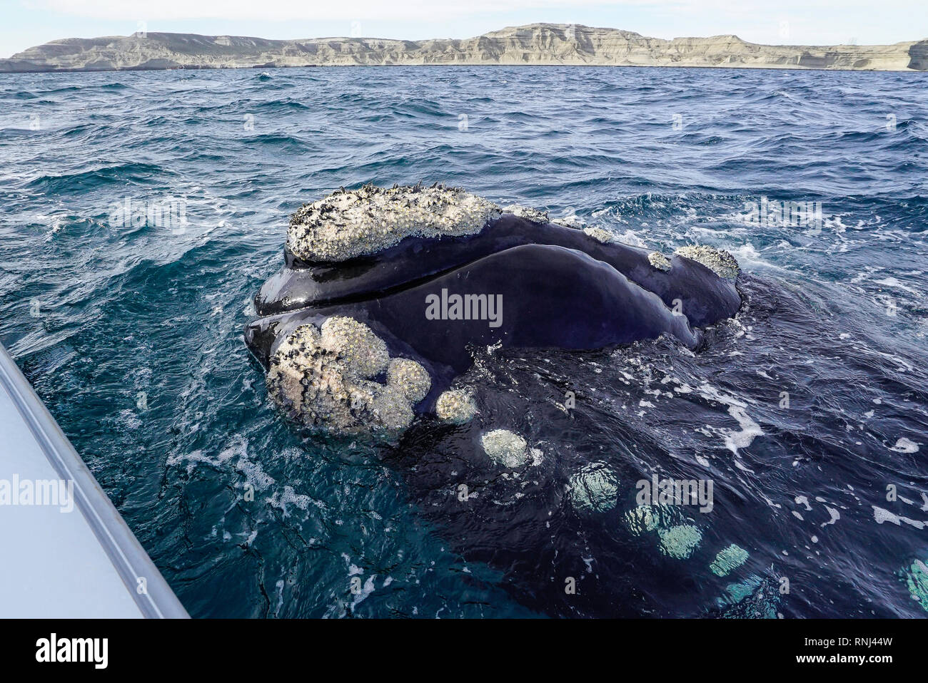 Neugierig männlichen Southern Right Whale kommt zu dem Boot, die Halbinsel Valdes, Argentinien. Stockfoto