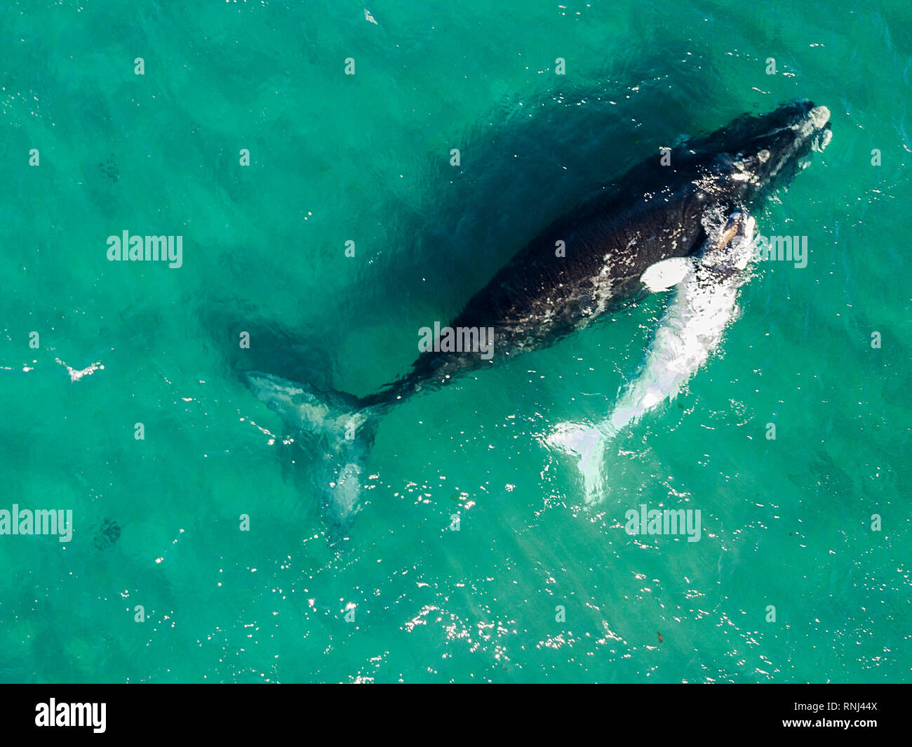 Luftaufnahme von einen Southern Right Wal und ihr weißes Kalb an der Oberfläche in den flachen geschützten Gewässern des Nuevo Golf, die Halbinsel Valdes, Argentinien. Stockfoto
