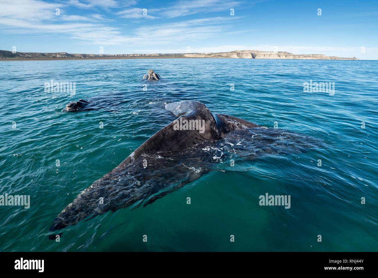 Southern Right Whale und ihr Kalb, die Halbinsel Valdes, Argentinien. Stockfoto