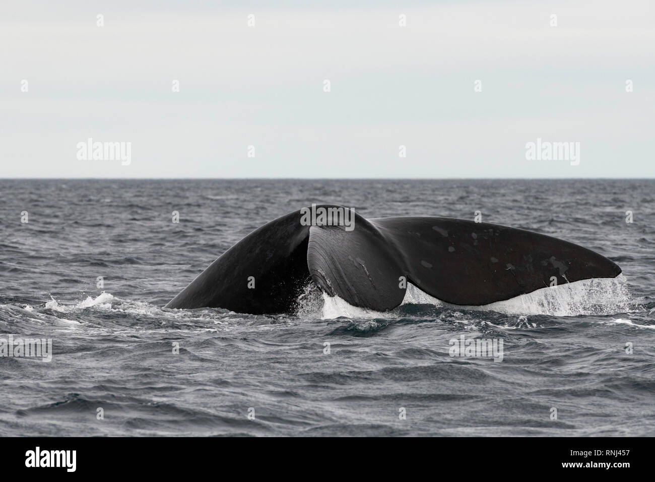 Schwanzflosse einen Southern Right Wal da es Tauchgänge, die Halbinsel Valdes, Argentinien. Stockfoto