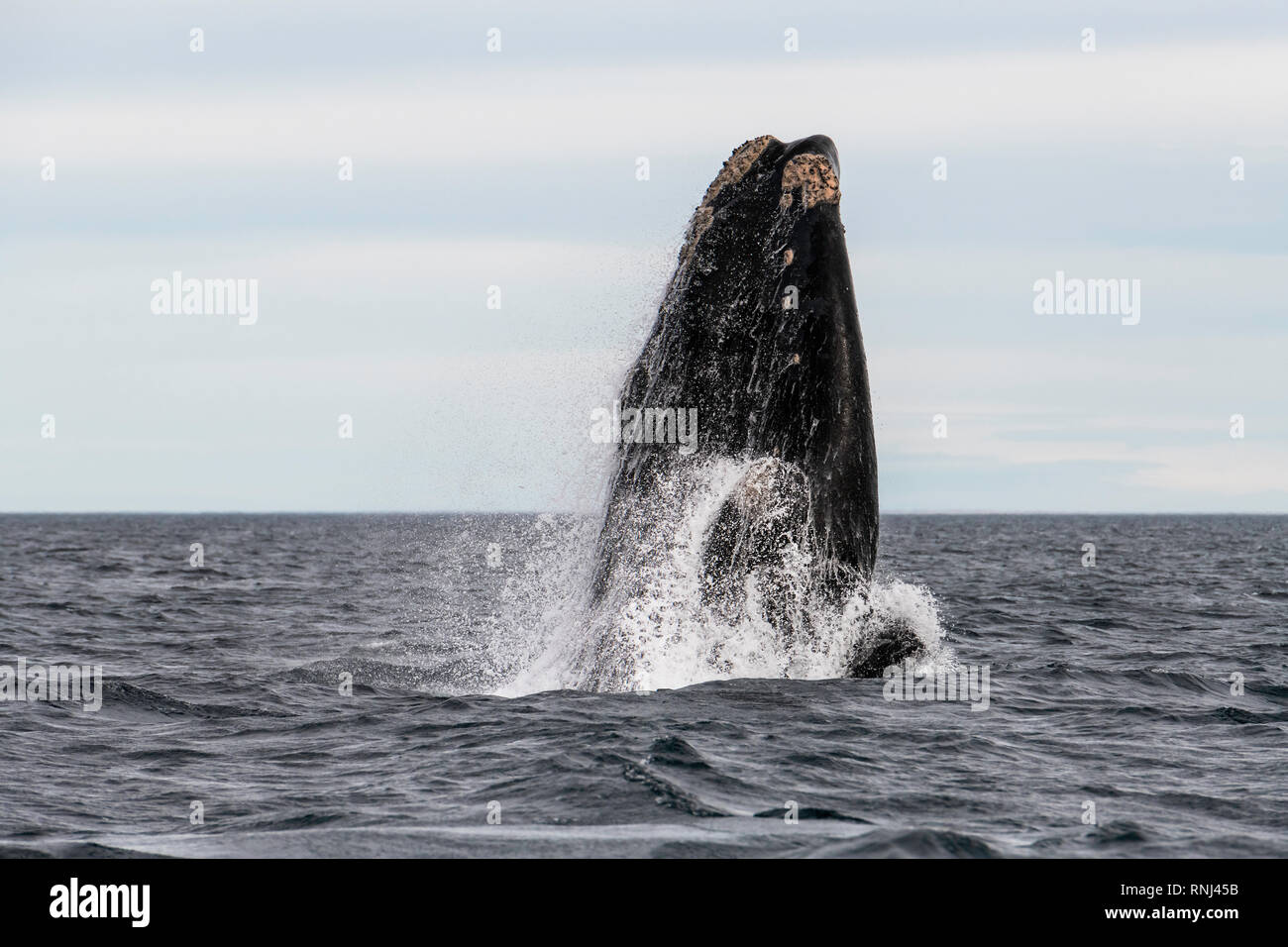 Verstoß gegen Southern Right Whale, die Halbinsel Valdes, Argentinien. Stockfoto