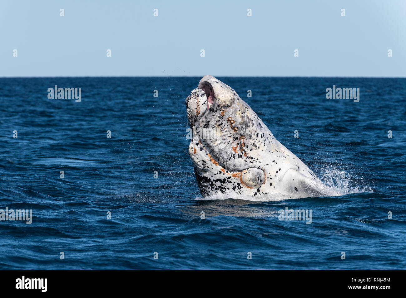 White Southern Right Whale Kalb verstoßen, die Halbinsel Valdes, Argentinien. Stockfoto