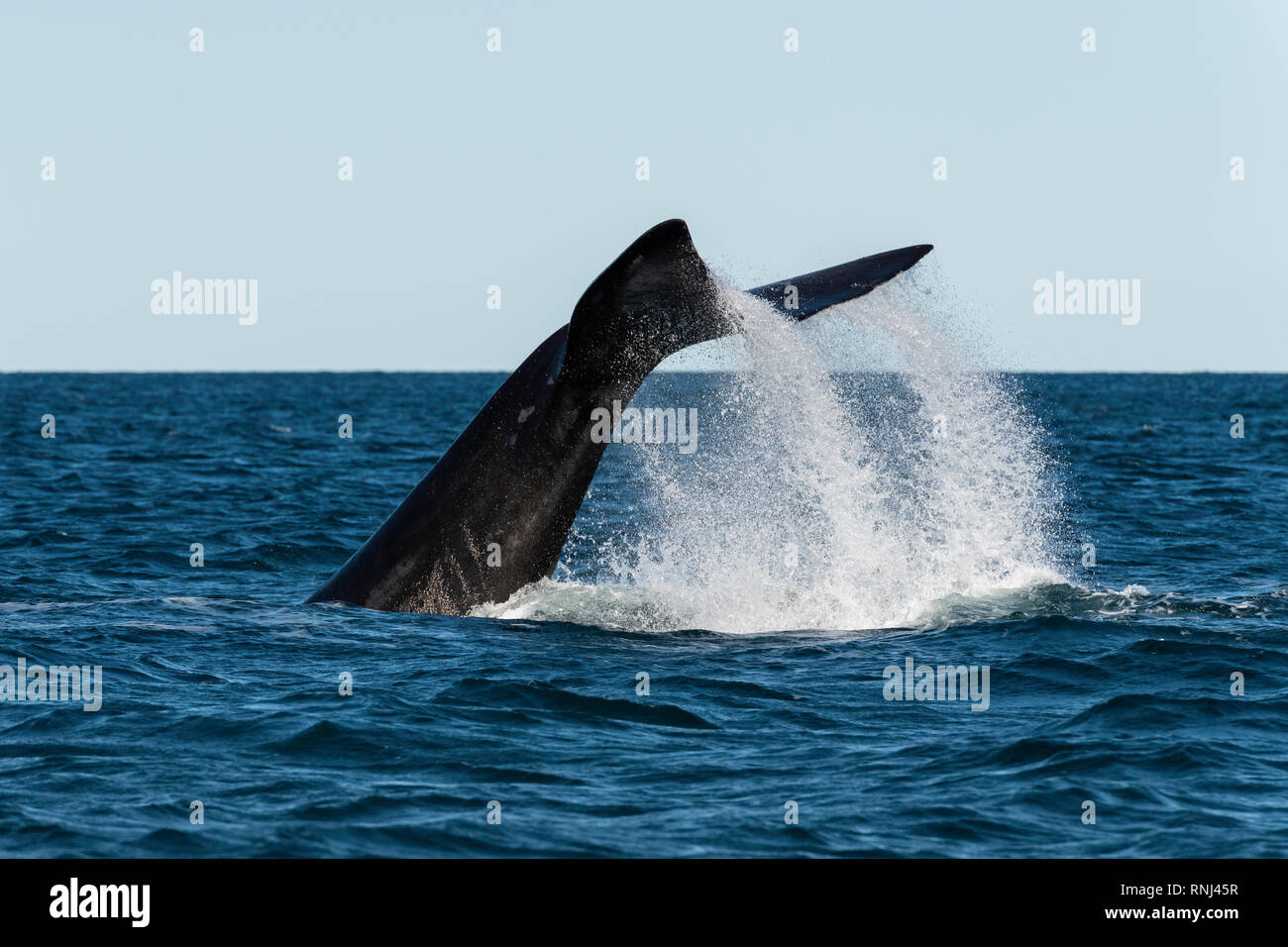 Southern Right Whale Lob-tailing, die Halbinsel Valdes, Argentinien. Stockfoto