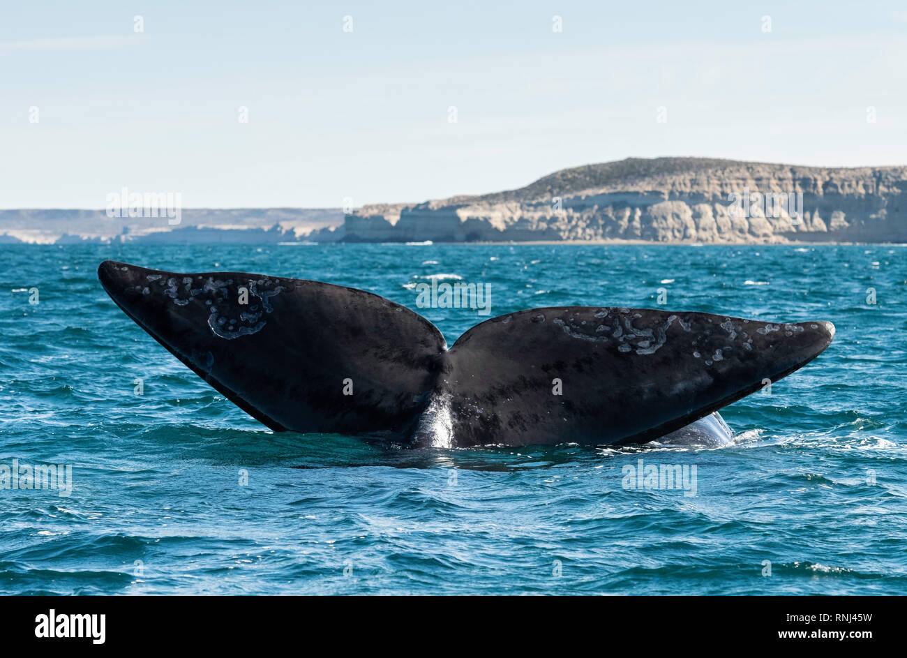 Southern Right Whale Tail segeln, die Halbinsel Valdes, Argentinien. Stockfoto