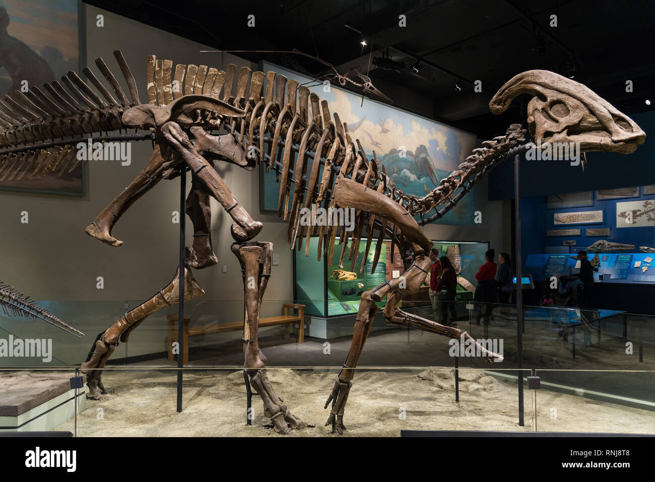 Fossile Skelett einer Duck-billed Dinosaurier Hadrosaurus im Display. Field Museum, Chicago, Illinois, USA. Stockfoto
