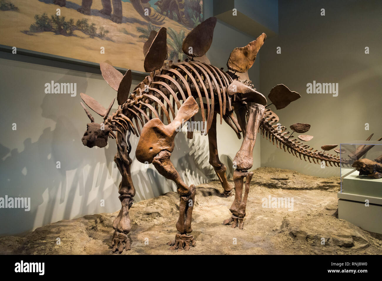 Fossile Skelett eines Stegosaurus im Display. Field Museum, Chicago, Illinois, USA. Stockfoto