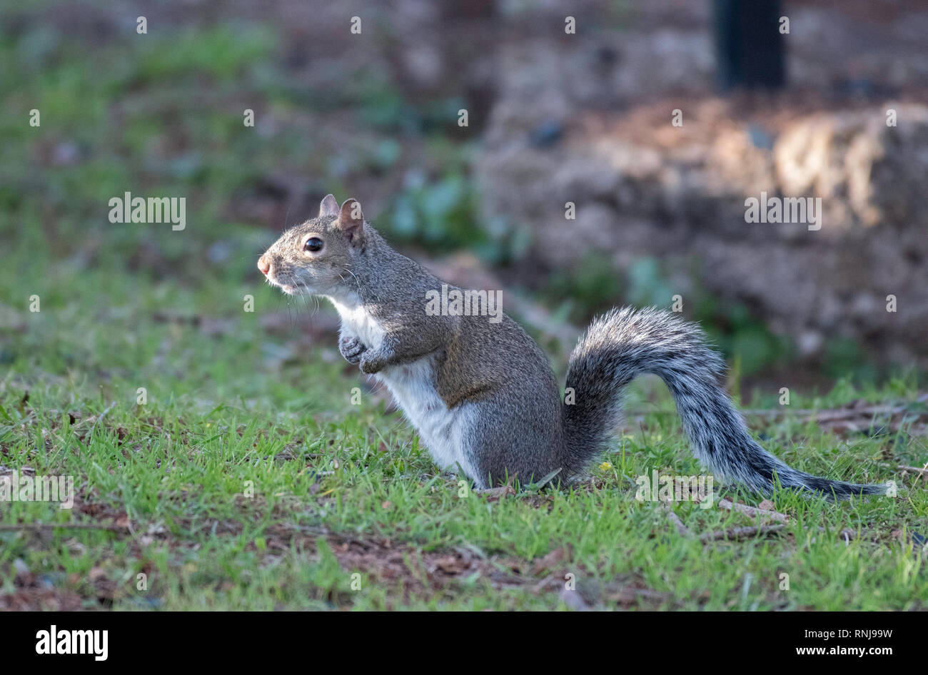 Ein Louisiana gray Squirrel, Sciurus carolinensis, schaut besorgt (wie üblich). Stockfoto