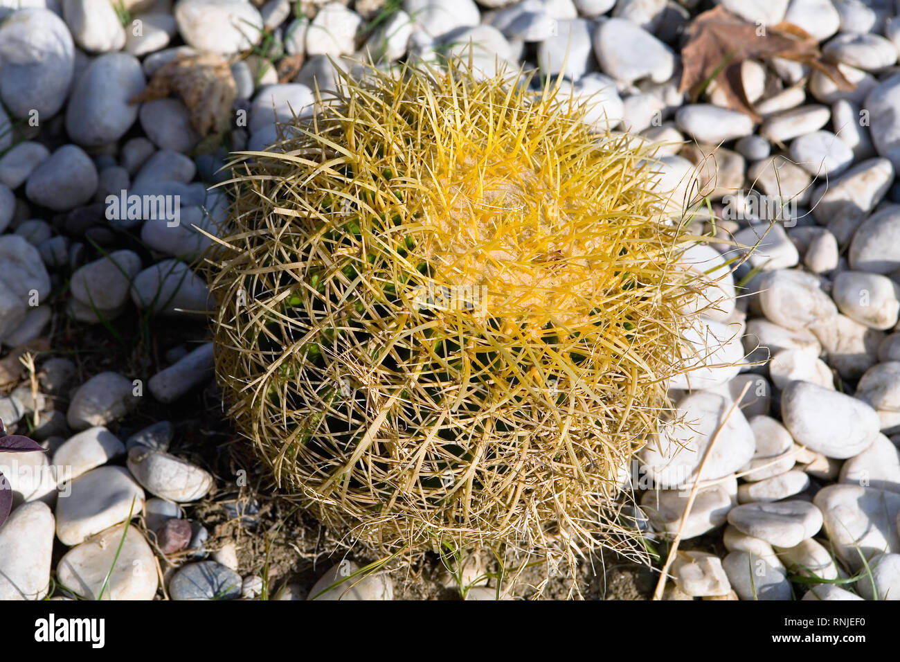 mammillaria theresae albiflora Mammillaria theresae MK 173.486 Coneto Pass, Dur