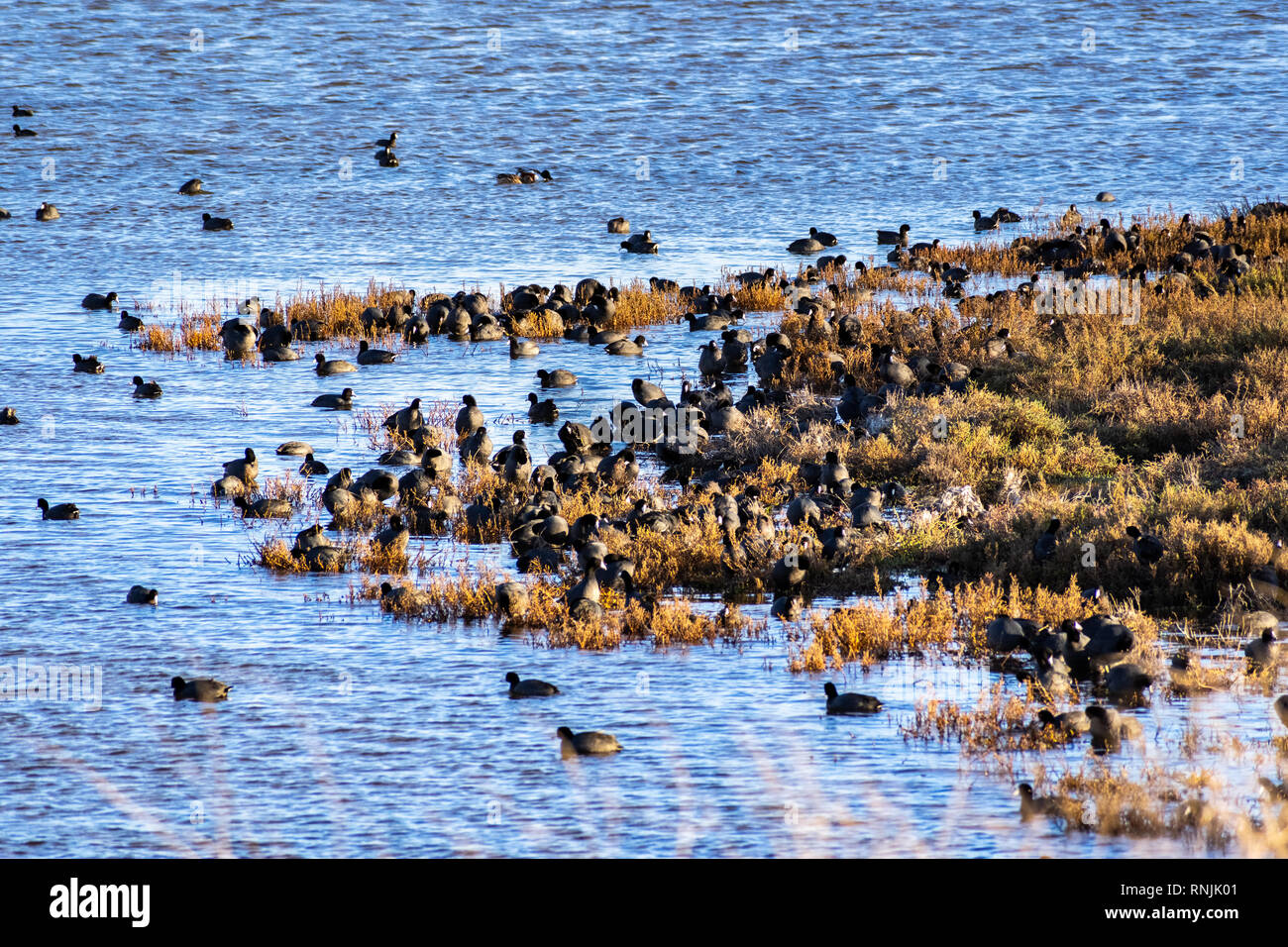 Eine Gruppe von amerikanischen Blässhühner am Ufer des South San Francisco Bay Area, Kalifornien Stockfoto